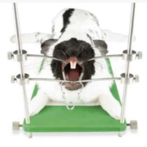 Tabla cirugía roedores smart