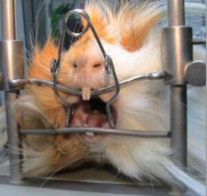 tabla cirugía roedores premium